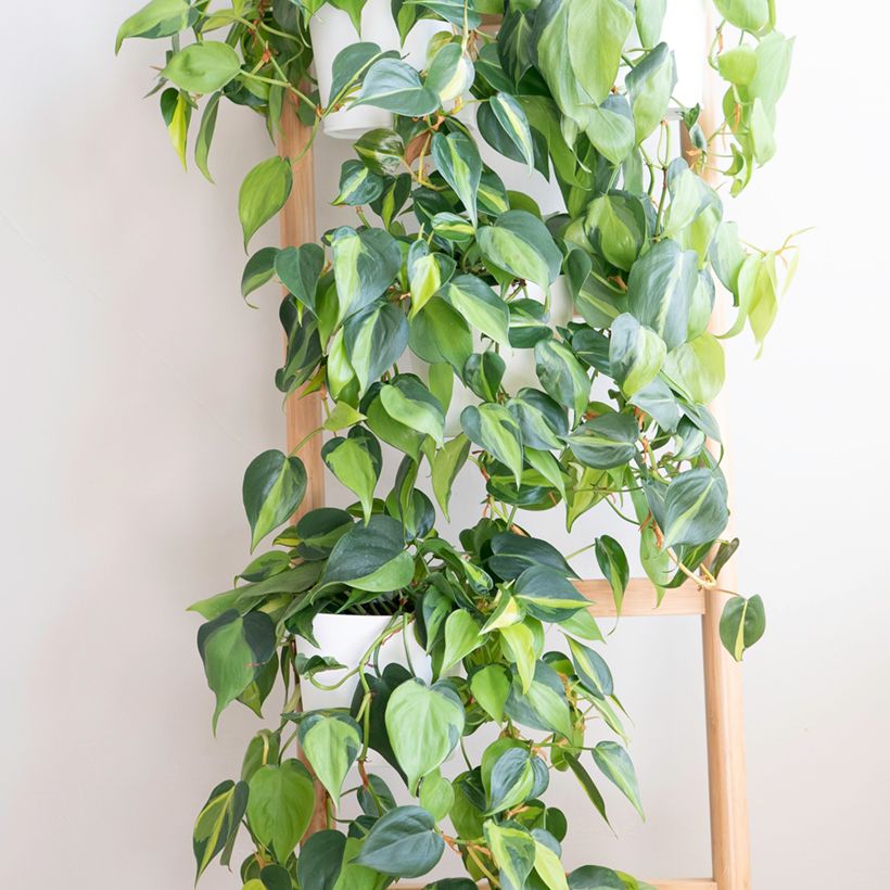 Philodendron scandens Brasil - Kletternder Philodendron (Wuchs)