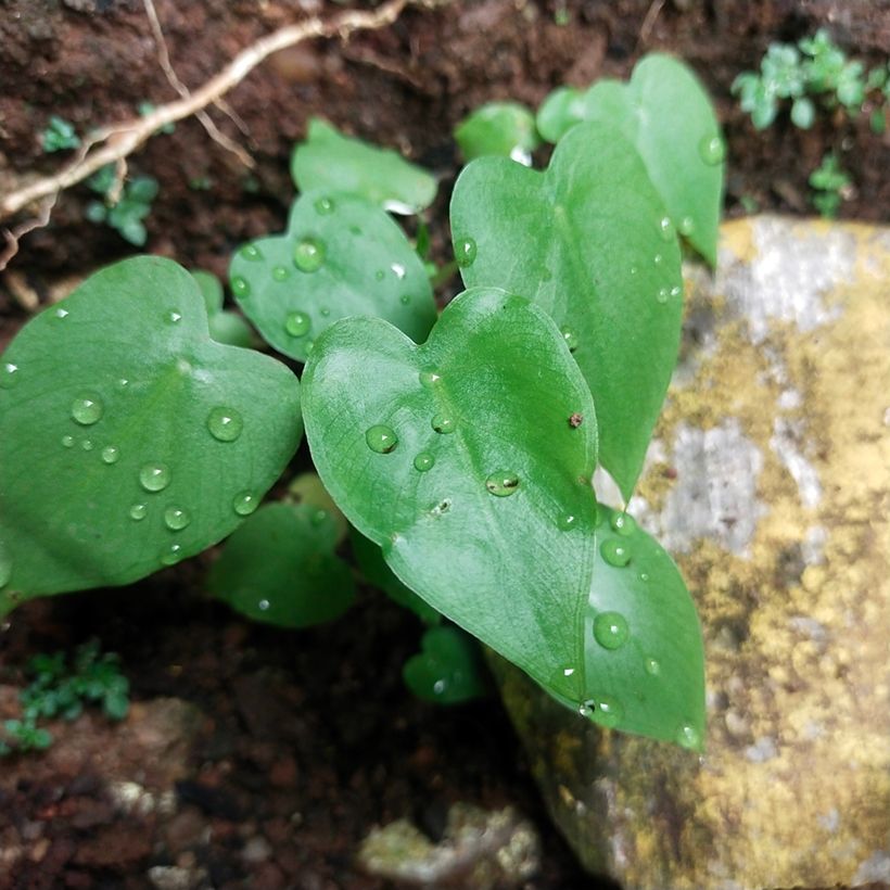 Philodendron scandens - Kletternder Philodendron (Foliage)