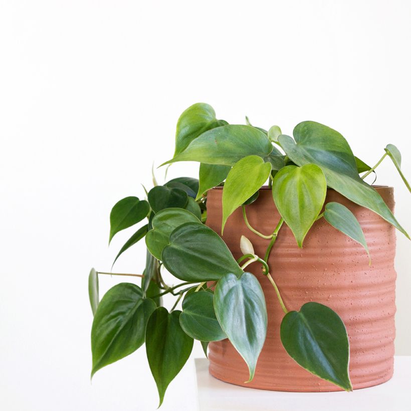 Philodendron scandens - Kletternder Philodendron (Plant habit)