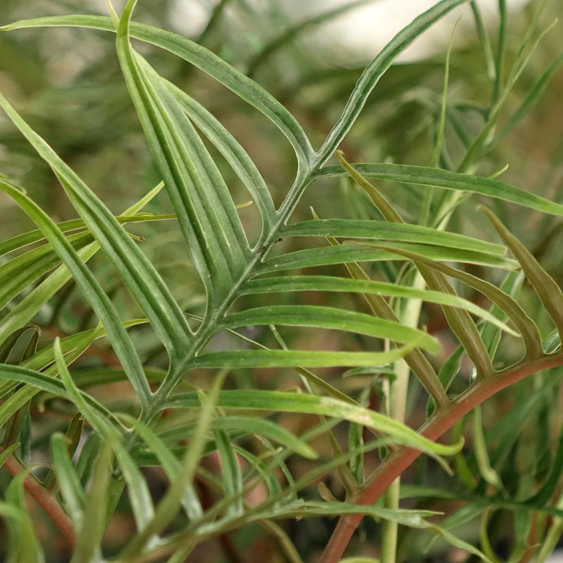 Philodendron tortum (Laub)