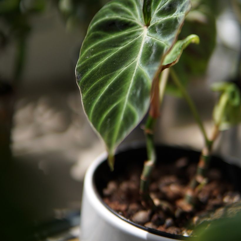 Philodendron verrucosum (Foliage)