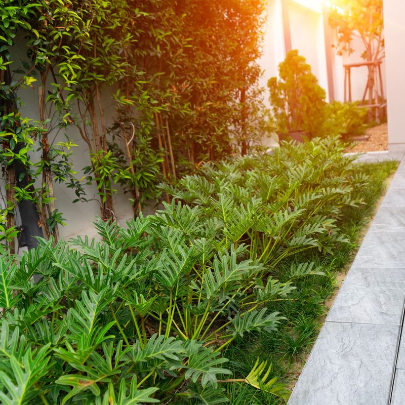 Philodendron xanadu (Wuchs)