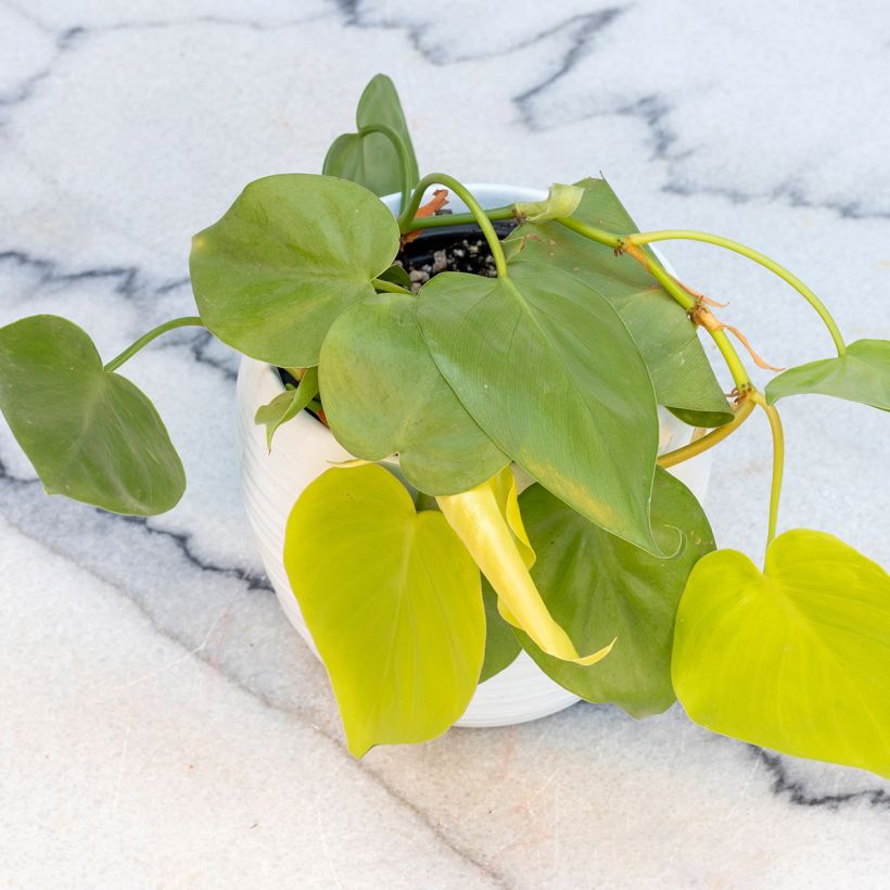 Philodendron Neon (Wuchs)