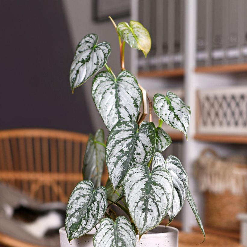 Philodendron brandtianum - Baumfreund (Laub)