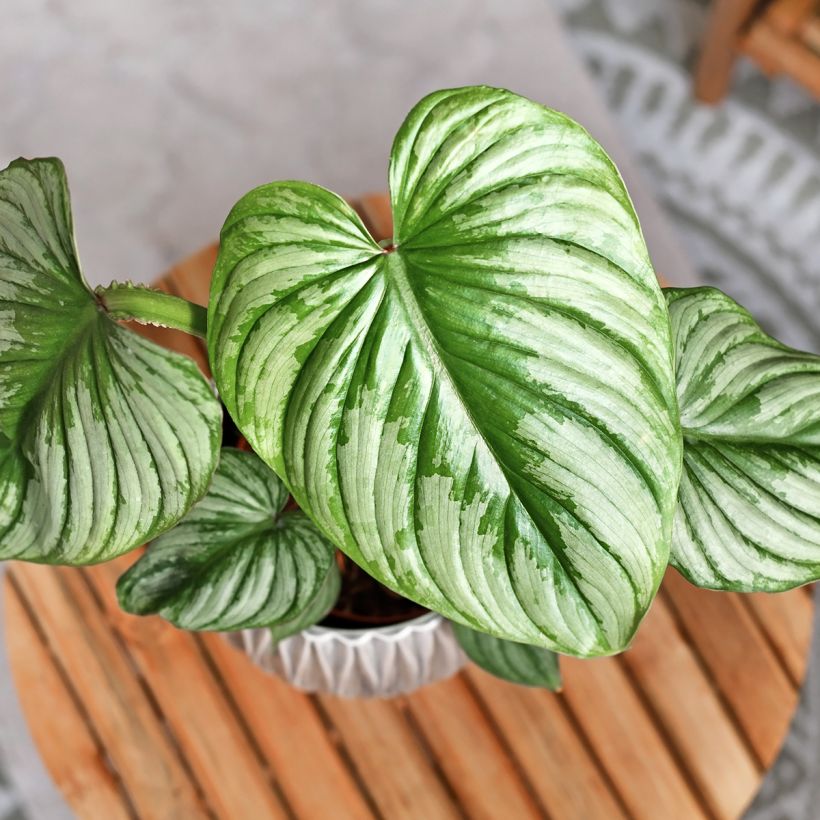 Philodendron mamei (Foliage)