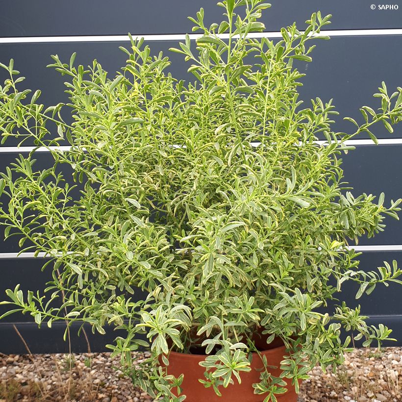 Eriostemon myoporoides Gold Touch - Langblättrige Wachsblume (Plant habit)