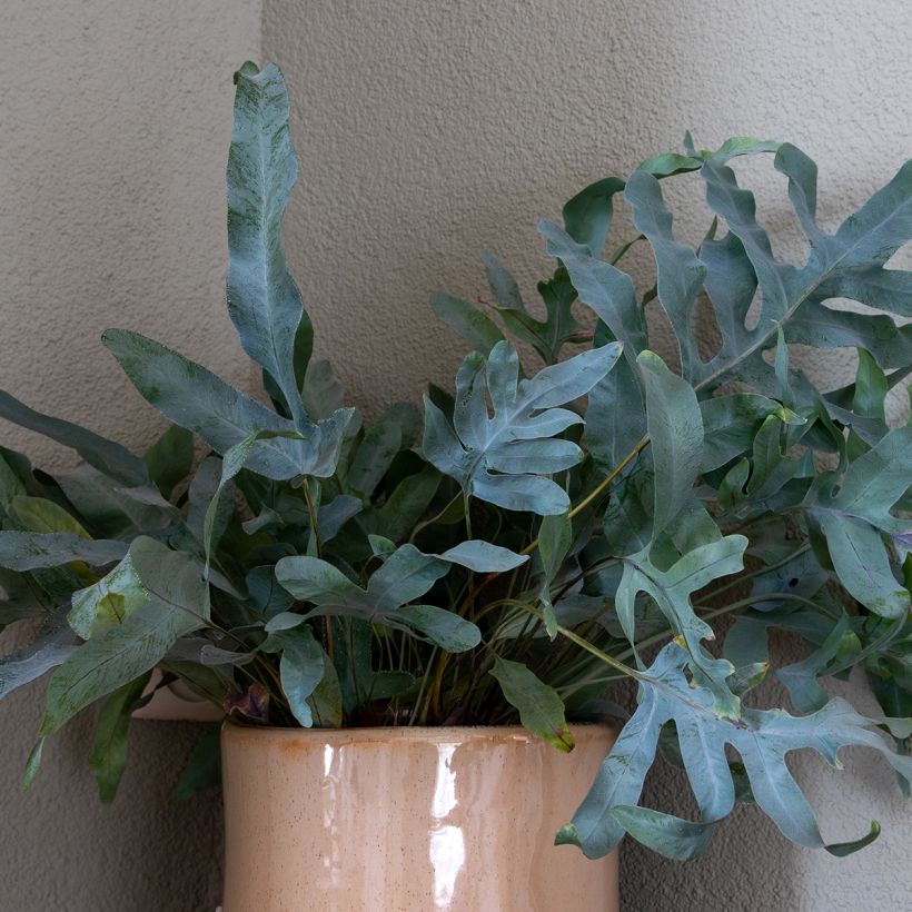 Phlebodium Blue Star - Fougère bleue (Foliage)