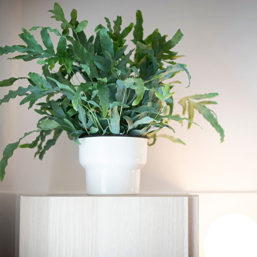 Phlebodium Blue Star - Fougère bleue (Plant habit)