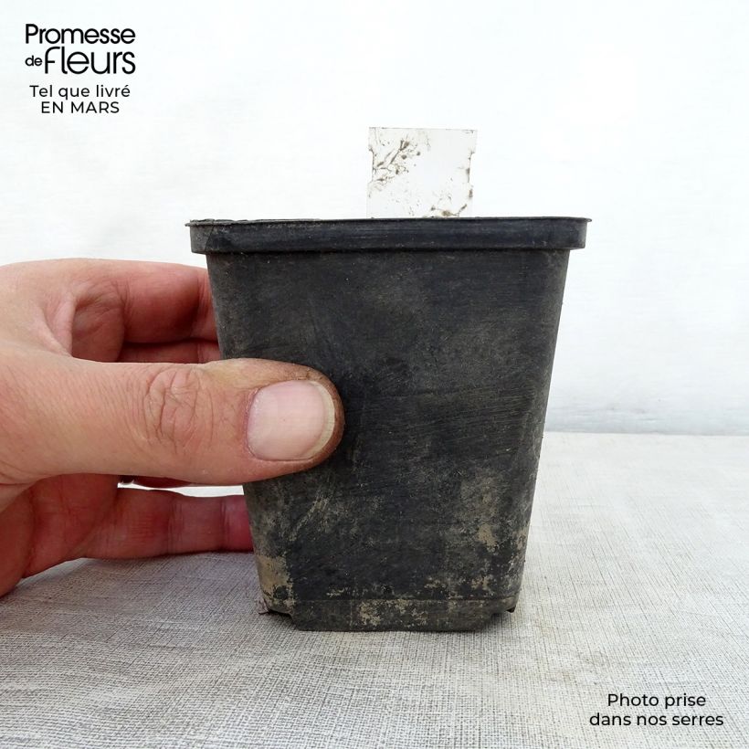 Exemplar von Phlomis cashmeriana - Brandkraut Kleine Töpfe von 8/9 cm wie im Frühjahr geliefert