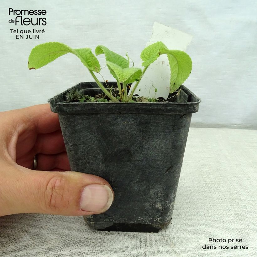 Exemplar von Phlomis cashmeriana - Brandkraut Kleine Töpfe von 8/9 cm wie im Sommer geliefert
