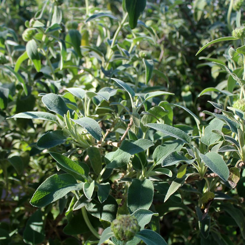 Phlomis fruticosa - Strauchiges Brandkraut (Foliage)
