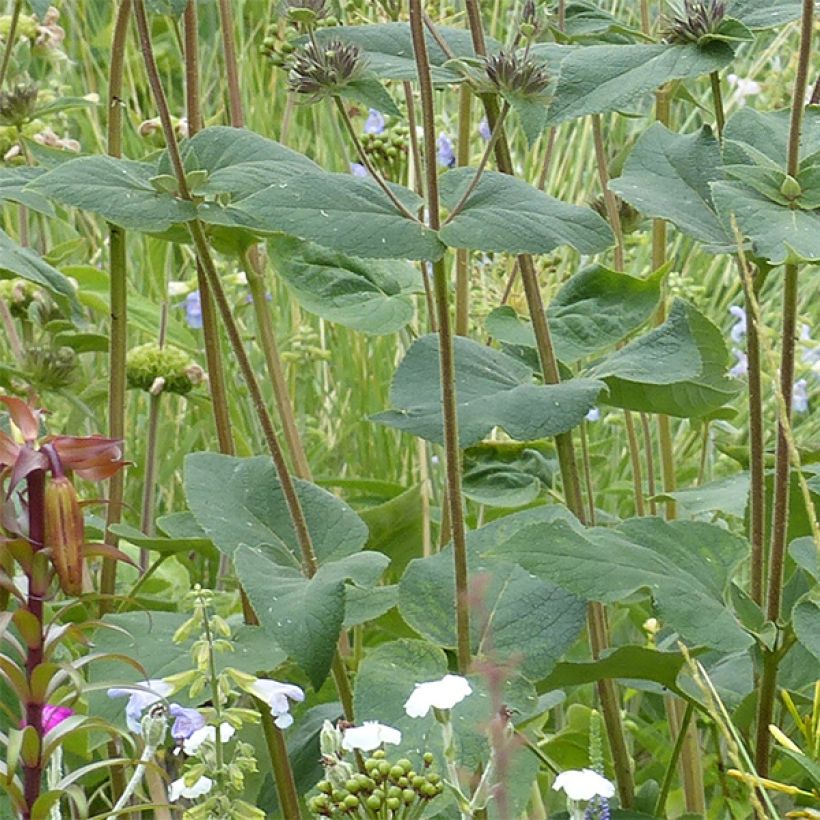 Phlomis samia - Samos-Brandkraut (Foliage)