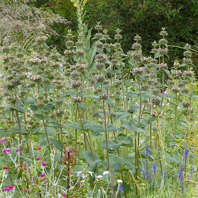 Phlomis samia - Samos-Brandkraut (Plant habit)
