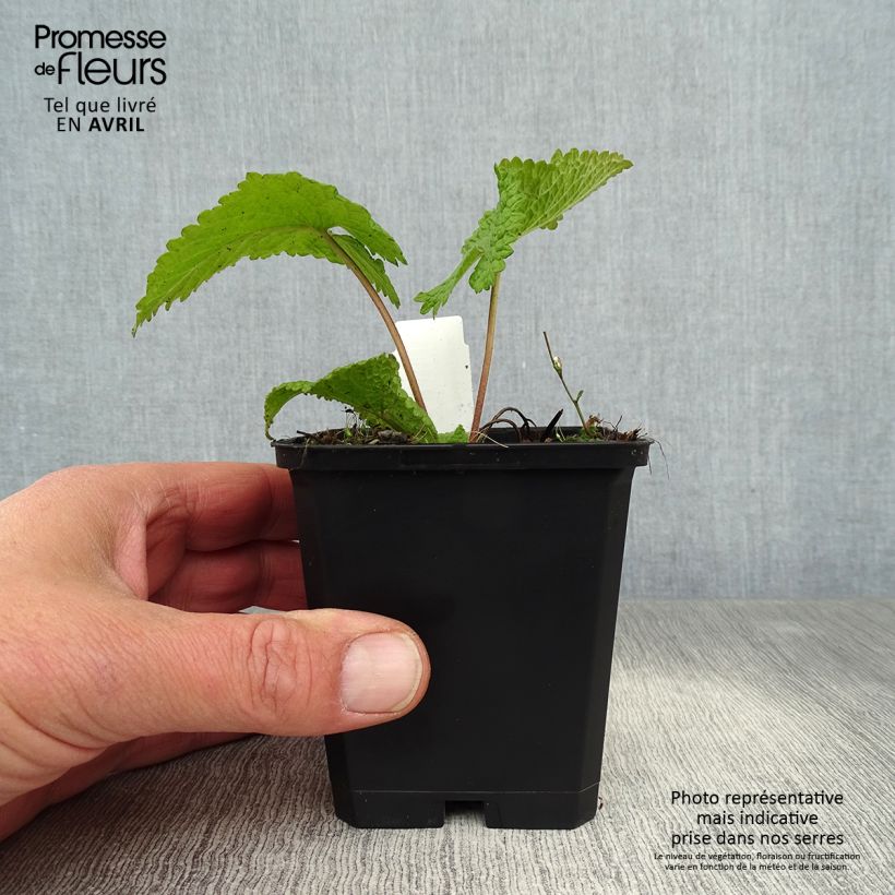 Example of Phlomis tuberosa Amazone - Knollen-Brandkraut Kleine Töpfe von 8/9 cm as you get in printemps