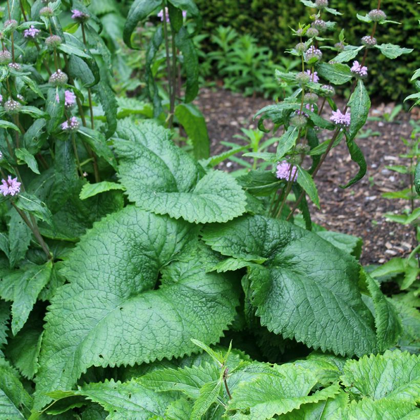 Phlomis tuberosa Amazone - Knollen-Brandkraut (Foliage)