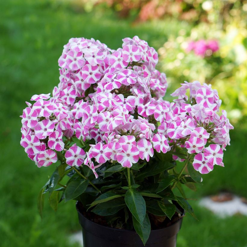 Hohe Flammenblume Bambini Candy Crush - Phlox paniculata (Wuchs)