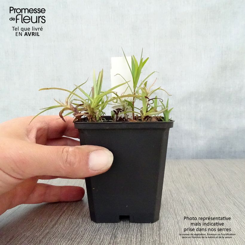 Exemplar von Hohe Flammenblume Fashionably Early Flamingo - Phlox paniculata Kleine Töpfe von 8/9 cm wie im Frühjahr geliefert