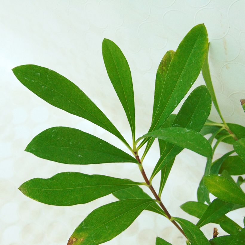 Wiesen-Flammenblume Bill Baker - Phlox carolina (Foliage)