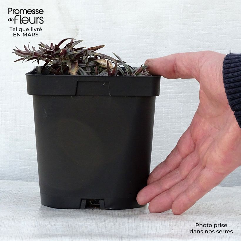 Example of Wald-Phlox Chattahoochee - Phlox divaricata Topf mit 2L/3L as you get in printemps