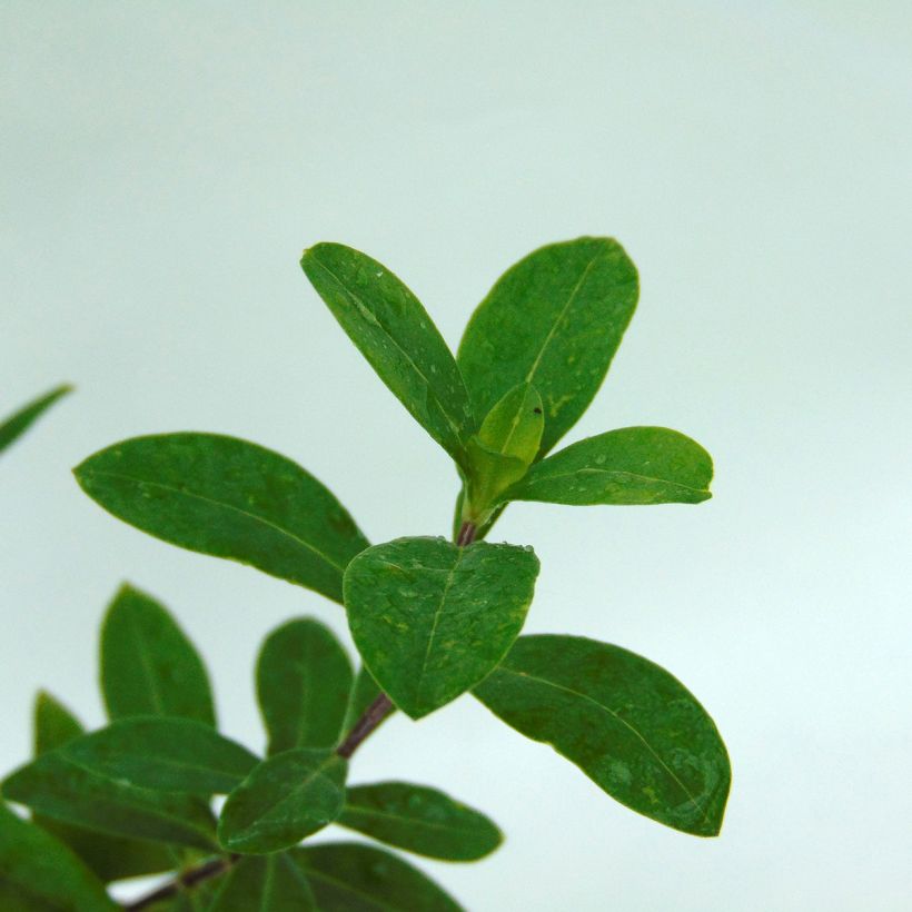 Wald-Phlox Clouds of Perfume - Phlox divaricata (Foliage)