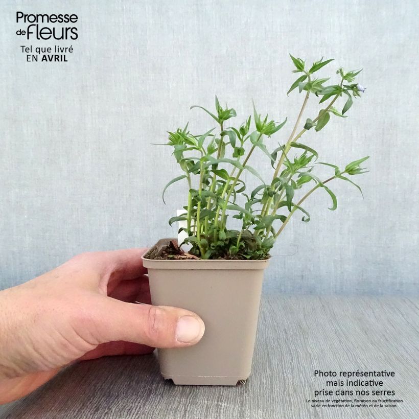 Example of Wald-Phlox Clouds of Perfume - Phlox divaricata Kleine Töpfe von 8/9 cm as you get in printemps