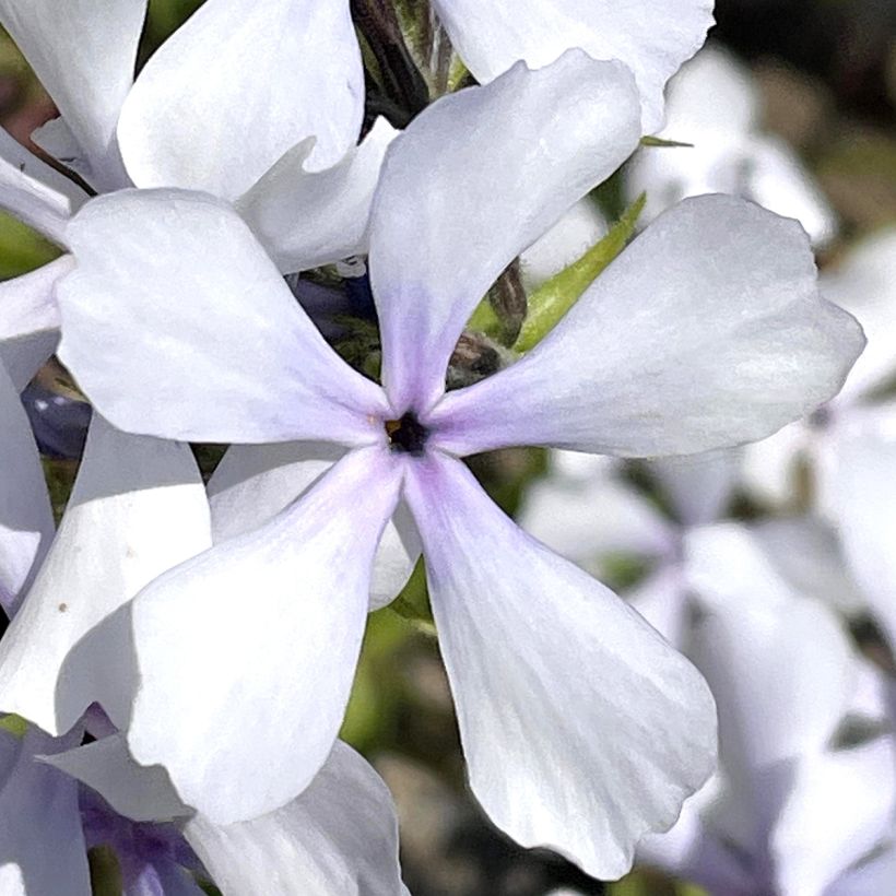 Wald-Phlox Dirigo Ice - Phlox divaricata (Blüte)
