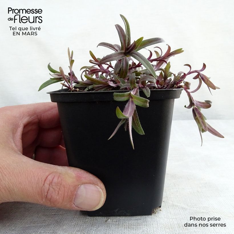 Exemplar von Wald-Phlox White Perfume - Phlox divaricata Kleine Töpfe von 8/9 cm wie im Frühjahr geliefert