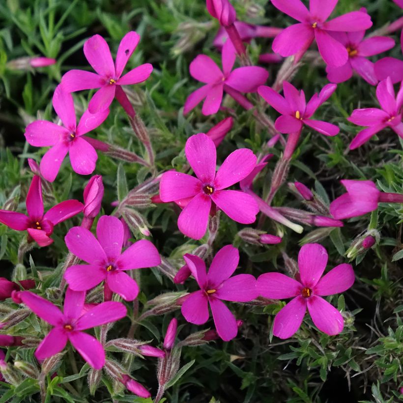 Polsterphlox Ochsenblut - Phlox douglasii (Blüte)