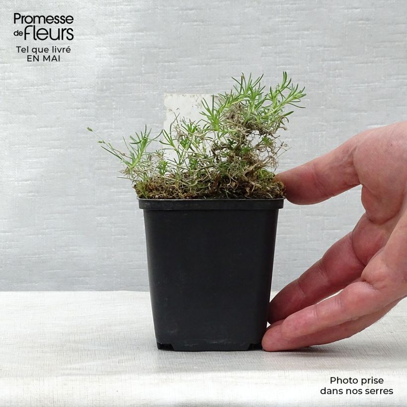 Exemplar von Polsterphlox Waterloo - Phlox douglasii Kleine Töpfe von 8/9 cm wie im Frühjahr geliefert