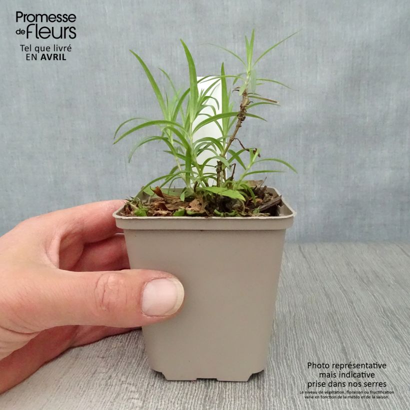 Exemplar von Flammenblume Forever Pink - Phlox Kleine Töpfe von 8/9 cm wie im Frühjahr geliefert