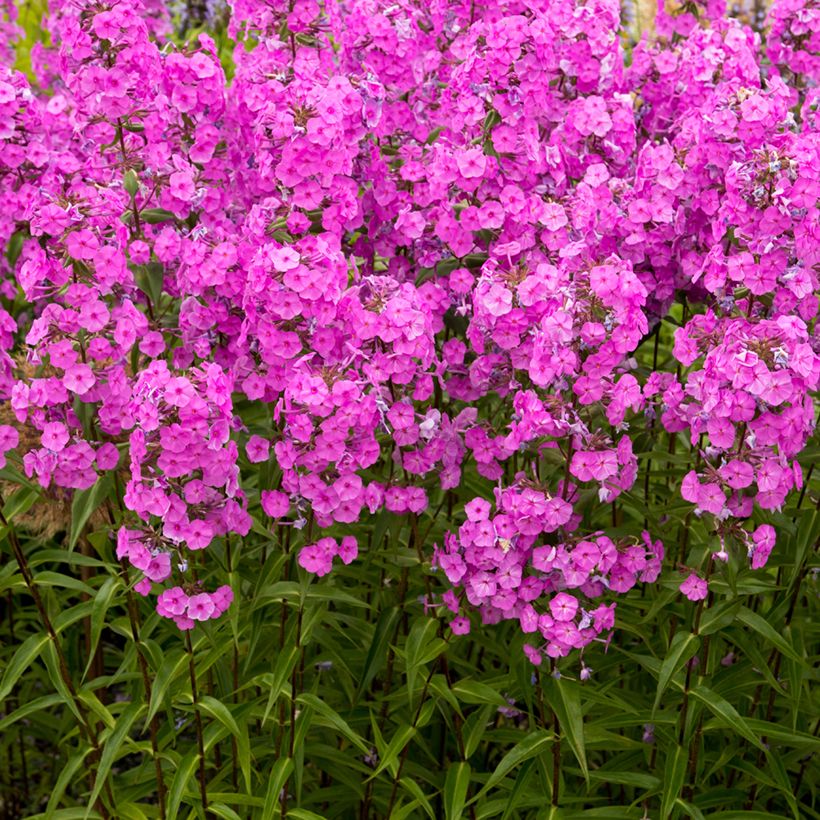 Gefleckter Phlox Alpha - Phlox maculata (Wuchs)