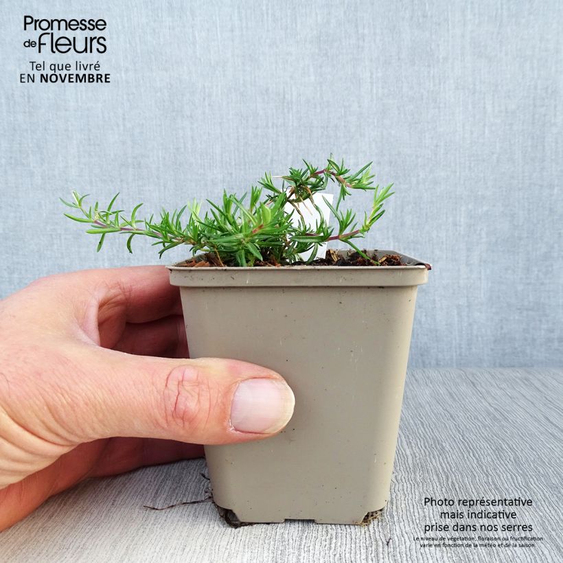 Exemplar von Polsterphlox Candy Stripes - Phlox subulata Kleine Töpfe von 8/9 cm wie im Herbst geliefert
