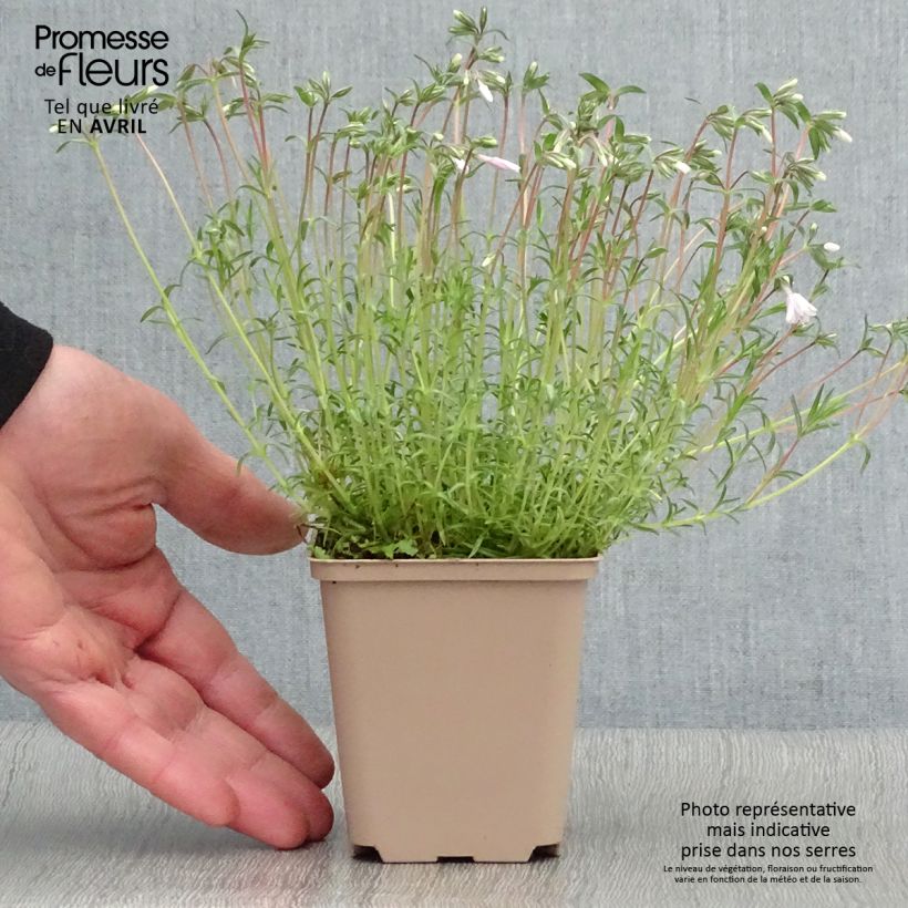 Example of Pfriemenförmiger Phlox Candy Stripes - Phlox subulata Kleine Töpfe von 8/9 cm as you get in printemps