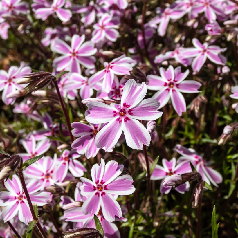 Pfriemenförmiger Phlox Candy Stripes - Phlox subulata (Flowering)