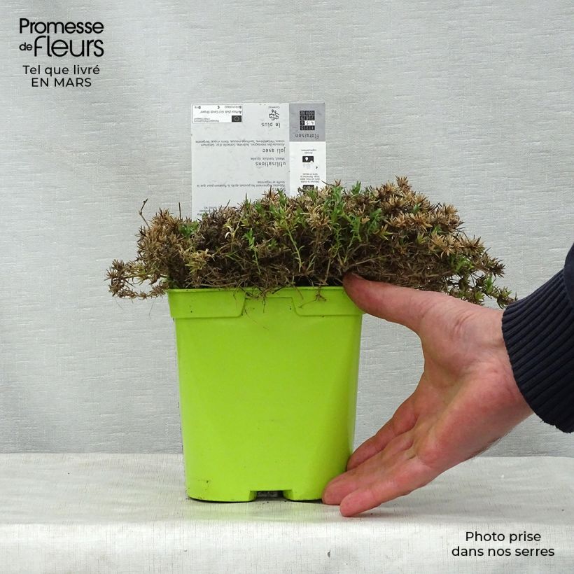 Example of Pfriemenförmiger Phlox Candy Stripes - Phlox subulata Topf mit 1,5L/2L as you get in printemps