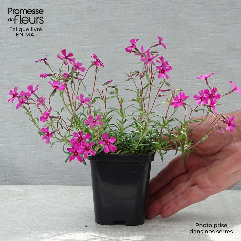 Exemplar von Pfriemenförmiger Phlox Scarlet Flame - Phlox subulata Kleine Töpfe von 8/9 cm wie im Frühjahr geliefert
