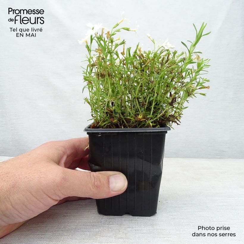 Exemplar von Pfriemenförmiger Phlox White Delight - Phlox subulata Kleine Töpfe von 8/9 cm wie im Frühjahr geliefert