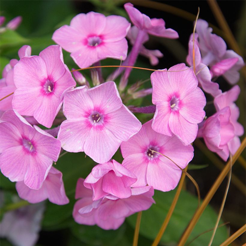 Hohe Flammenblume Amethyst - Phlox paniculata (Flowering)