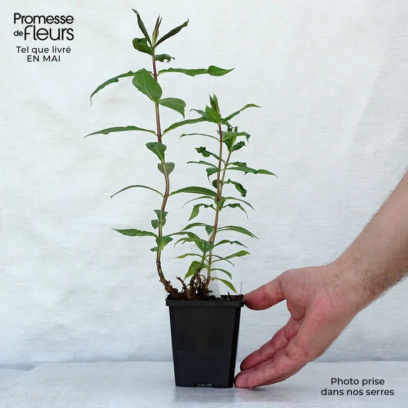 Example of Hohe Flammenblume Amethyst - Phlox paniculata Kleine Töpfe von 8/9 cm as you get in printemps