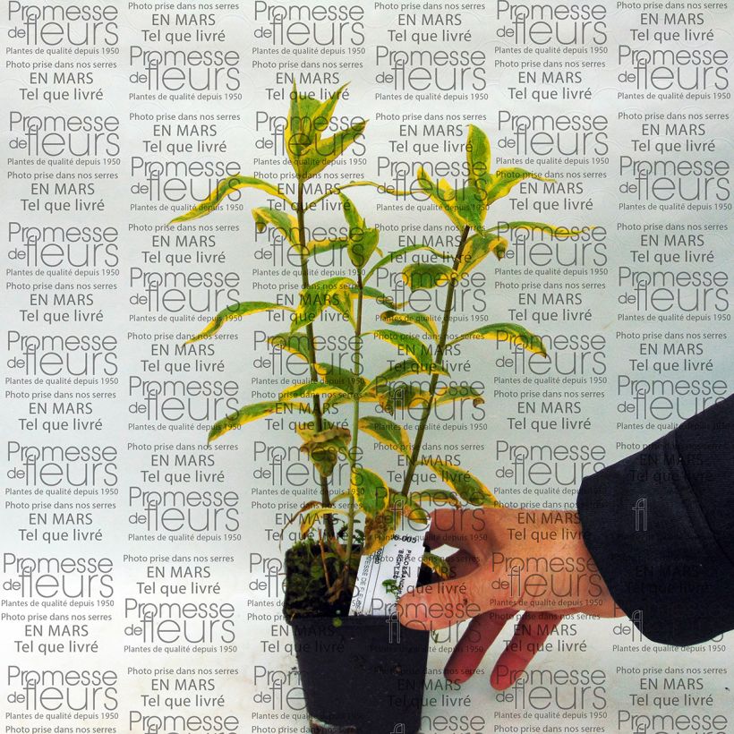 Example of Hohe Flammenblume Becky Towe - Phlox paniculata Topf 10 cm/11cm as you get