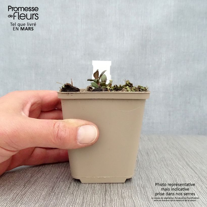 Example of Hohe Flammenblume Blind Lion - Phlox paniculata Kleine Töpfe von 8/9 cm as you get in printemps