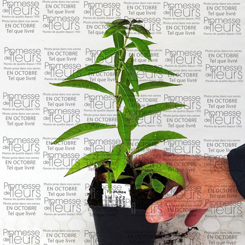 Example of Hohe Flammenblume Blue Flame - Phlox paniculata Kleine Töpfe von 8/9 cm as you get