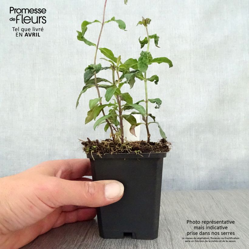 Example of Hohe Flammenblume Blue Paradise - Phlox paniculata Kleine Töpfe von 8/9 cm as you get in printemps