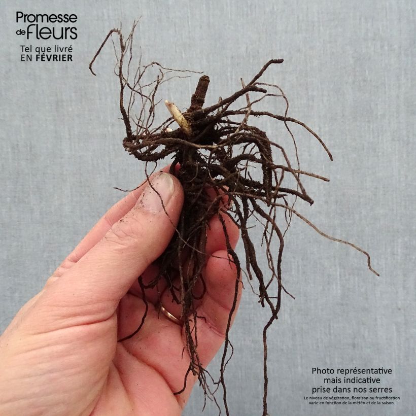 Example of Hohe Flammenblume Blue Paradise - Phlox paniculata Wurzelnackt as you get in hiver