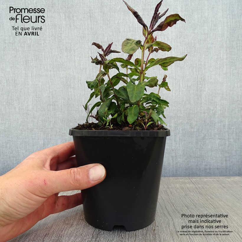 Example of Hohe Flammenblume Blue Paradise - Phlox paniculata Topf mit 1,5L/2L as you get in printemps