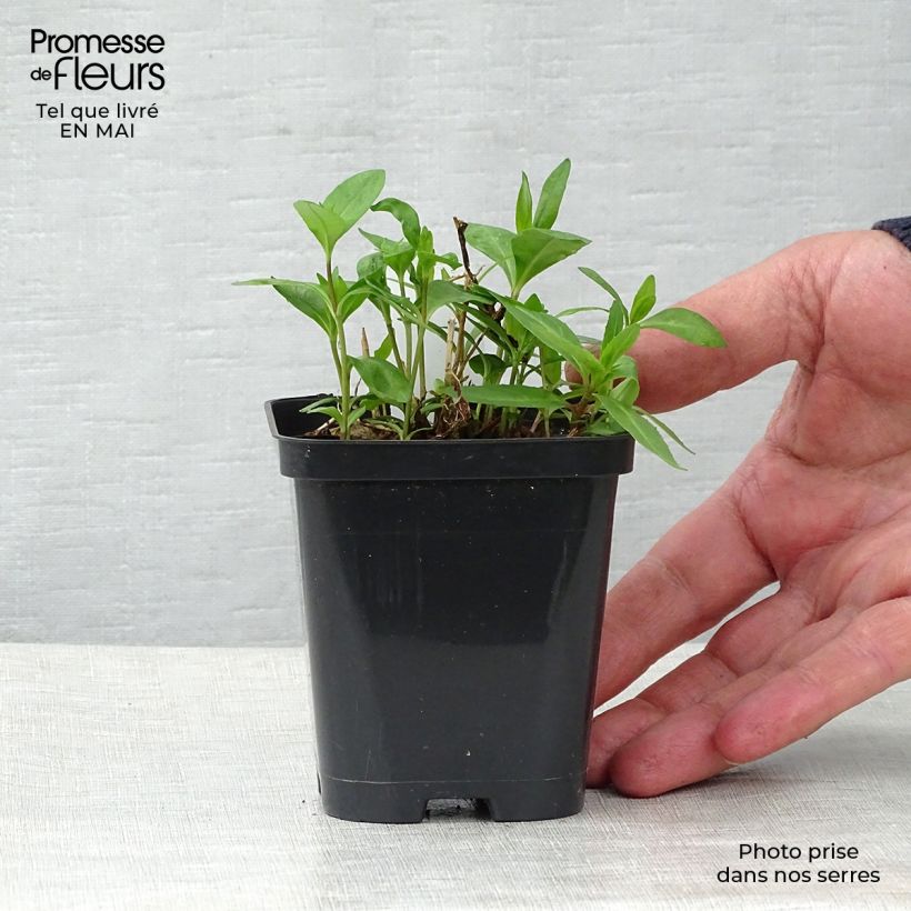 Exemplar von Hohe Flammenblume Bright Eyes - Phlox paniculata Kleine Töpfe von 8/9 cm wie im Frühjahr geliefert