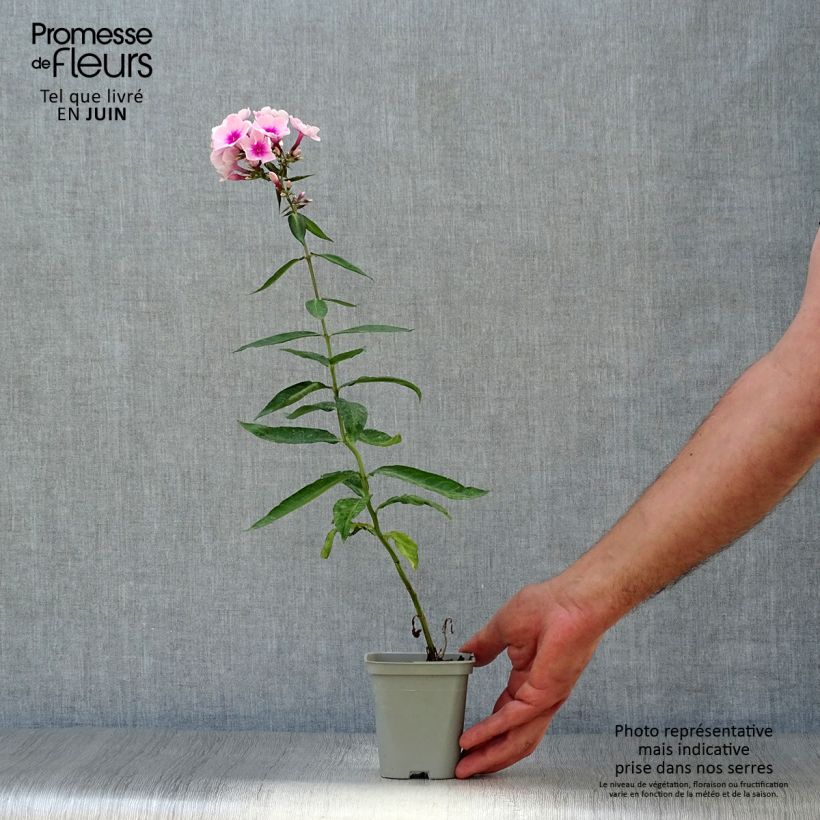 Exemplar von Hohe Flammenblume Bright Eyes - Phlox paniculata Kleine Töpfe von 8/9 cm wie im Sommer geliefert