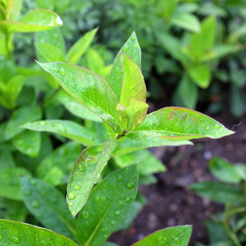 Hohe Flammenblume Butonik - Phlox paniculata (Laub)