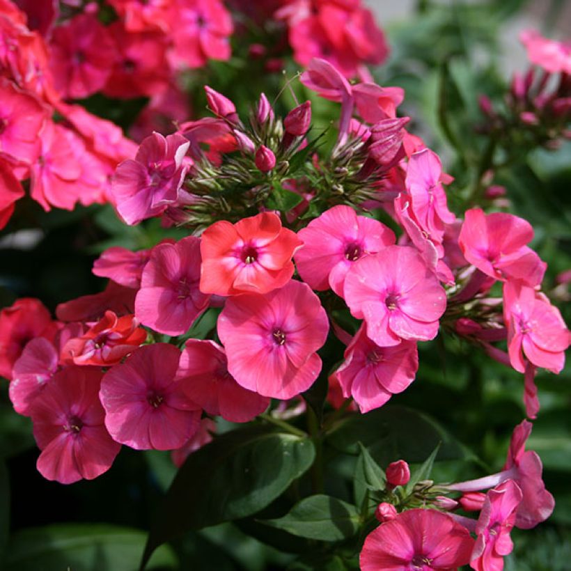 Hohe Flammenblume Coral Flame - Phlox paniculata (Flowering)