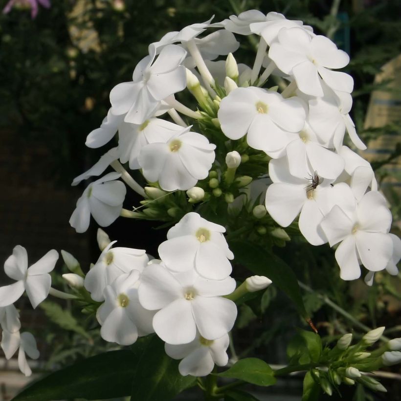 Hohe Flammenblume David - Phlox paniculata (Flowering)